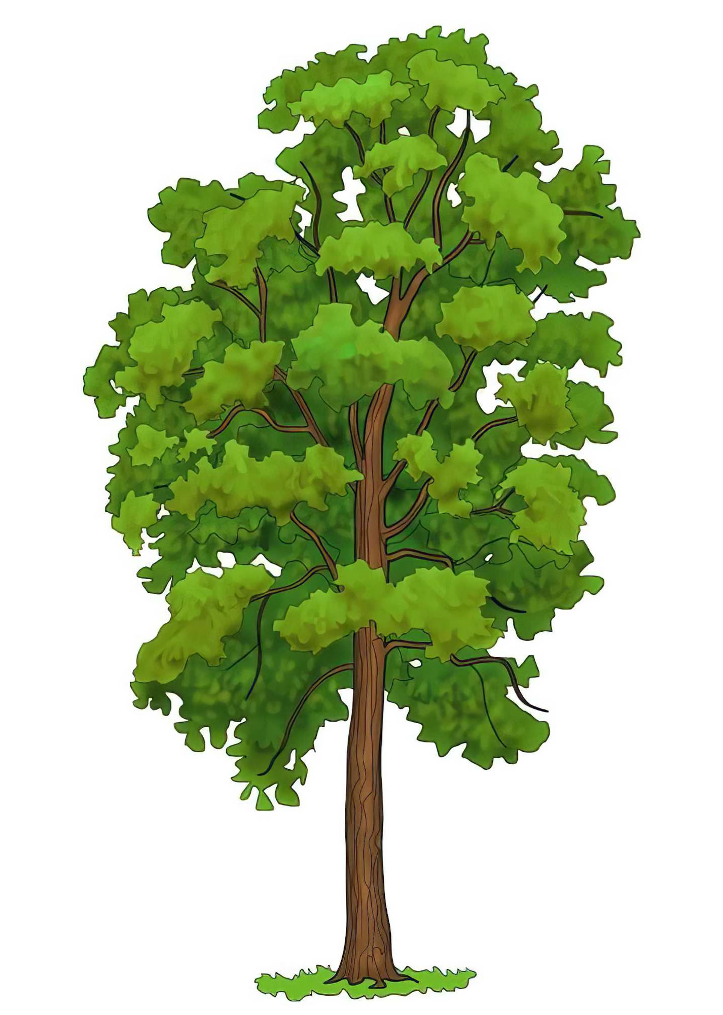 Высокое дерево картинка для детей
