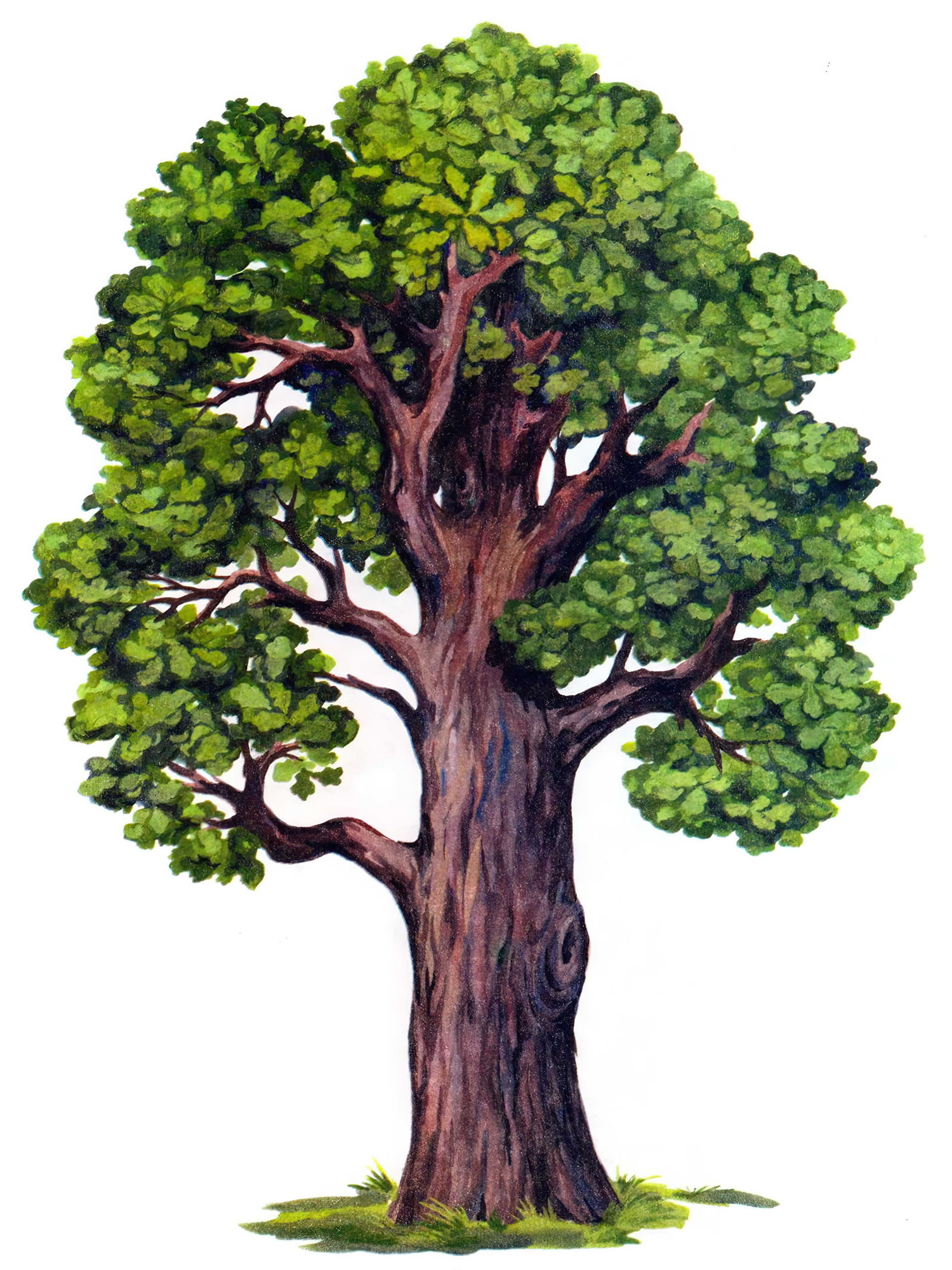 Дерево дуб картинка для детей
