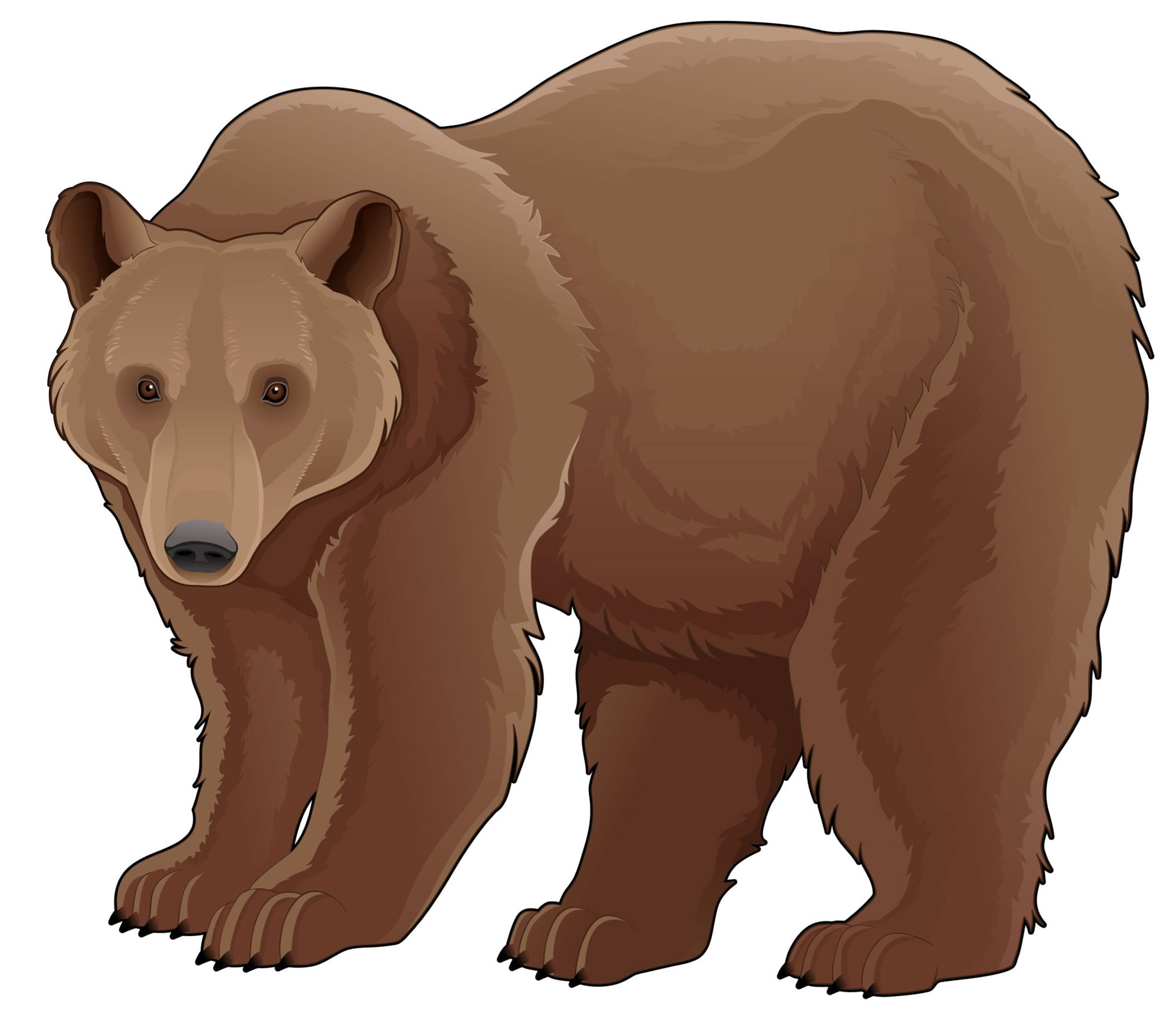 Бурый медведь картинка для детей